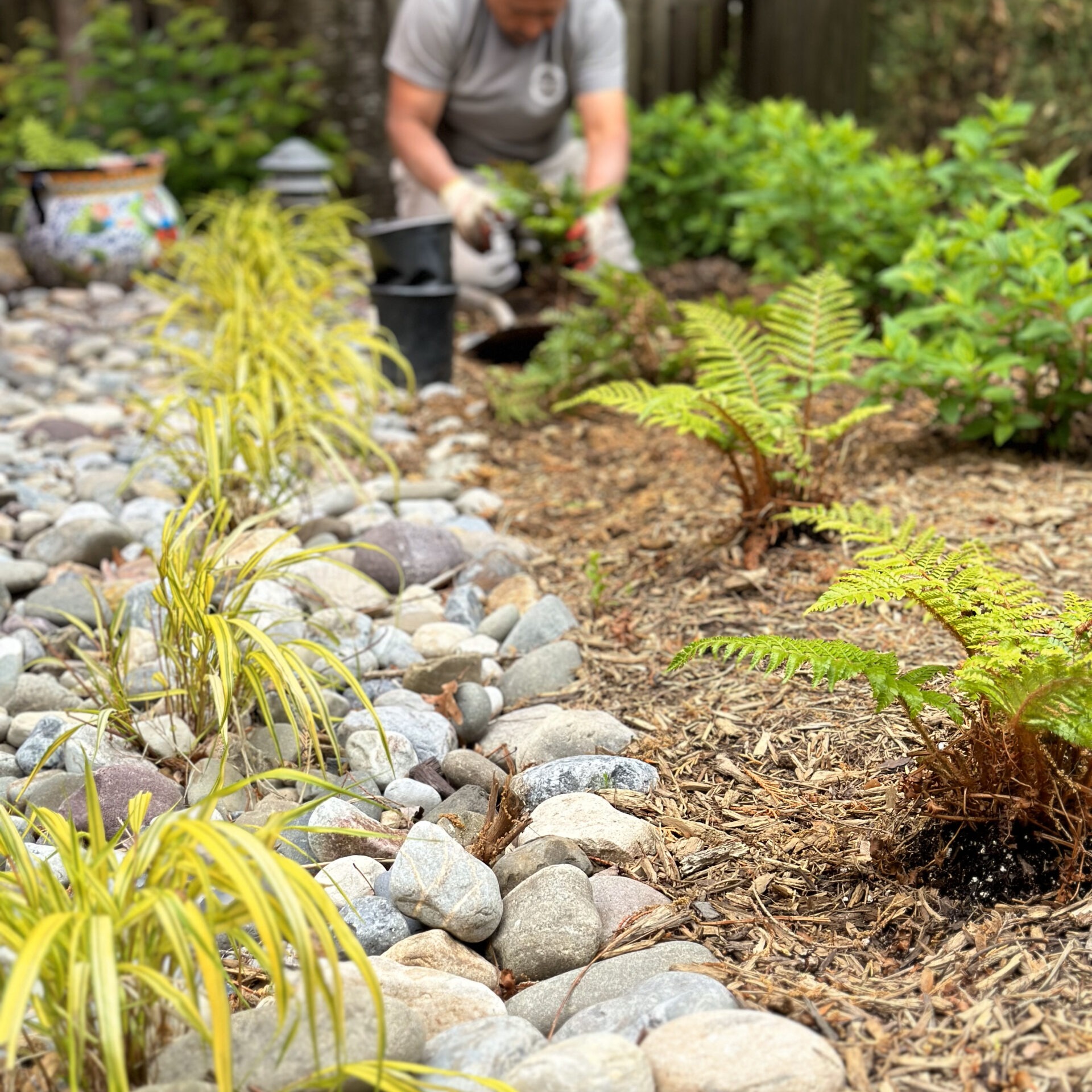 A person is gardening, surrounded by ferns, decorative rocks, and mulch, focusing on planting amidst lush, green foliage in a backyard.