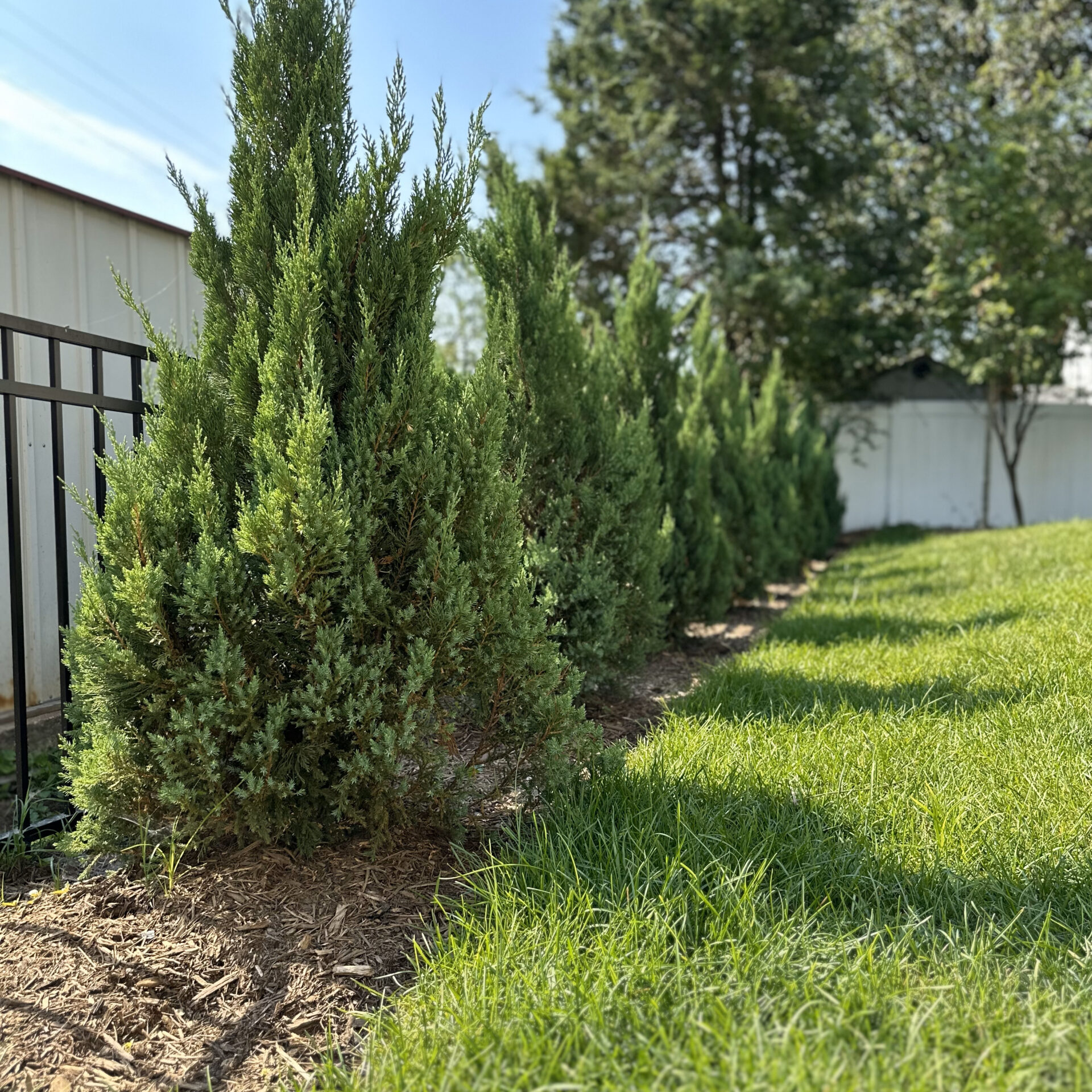 A row of green shrubs lines a fenced backyard against a sunny sky, bordered by a white fence and some trees.