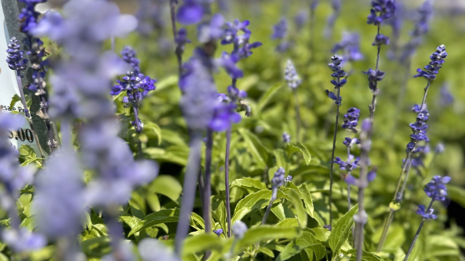 Purple flowers in a garden bathed in sunlight. The scene is vibrant, with lush green leaves providing contrast to the delicate blooms.