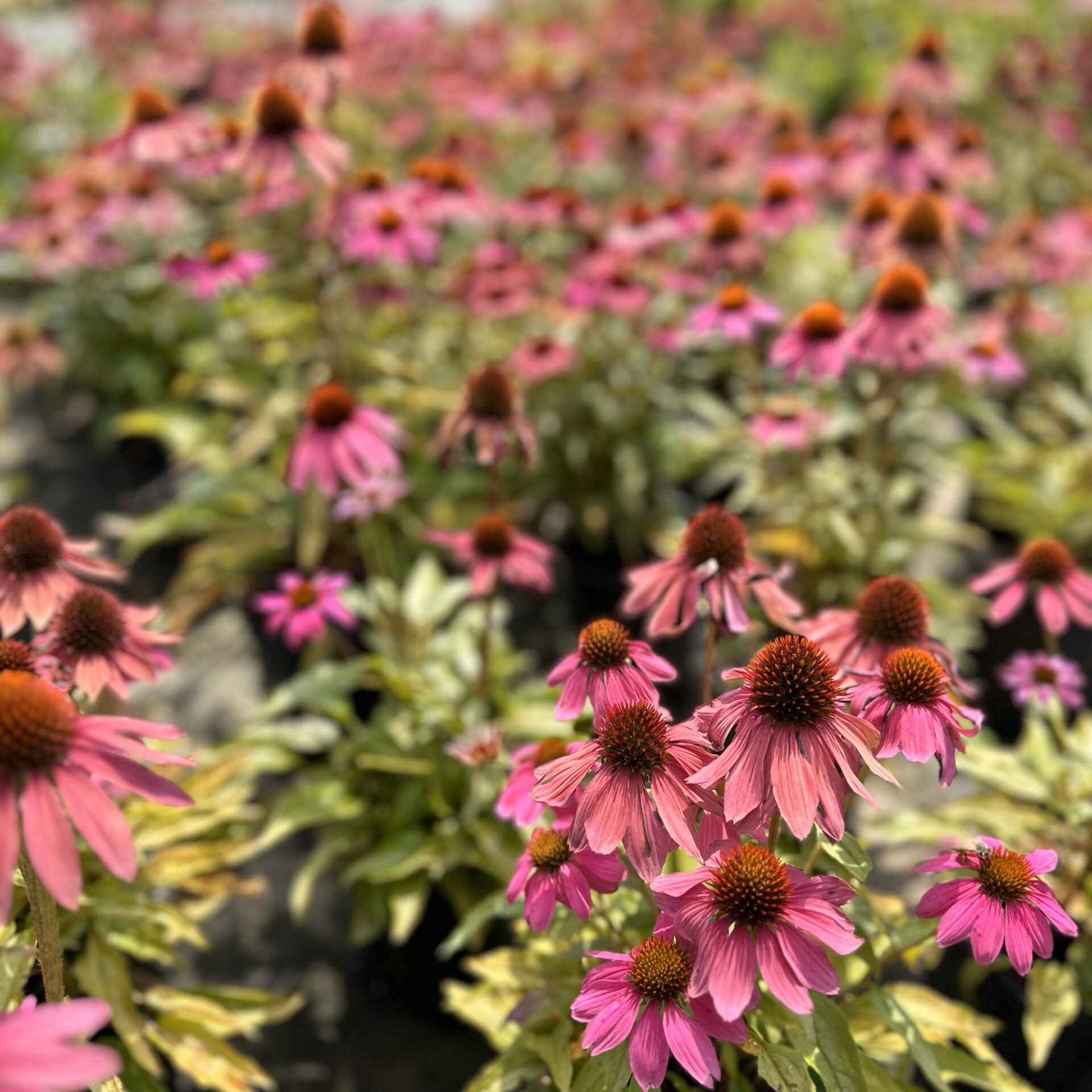 A vibrant field of pink coneflowers with blurred background, showcasing a natural, colorful floral scene under bright daylight.