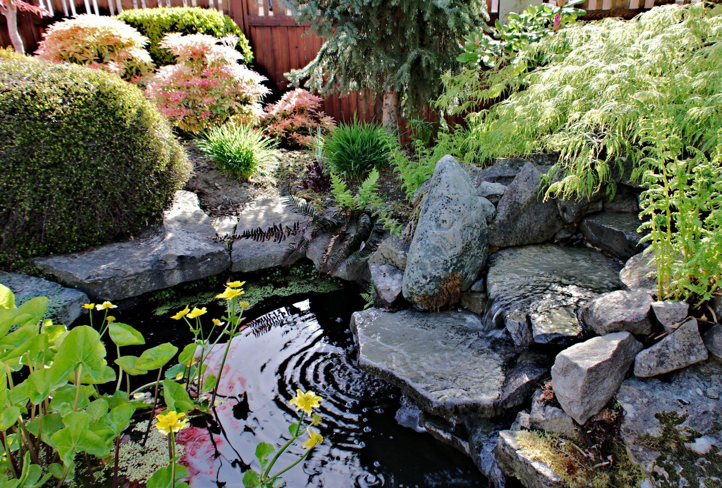 Small backyard pond with waterfall, surrounding rocks, and lush garden plants.