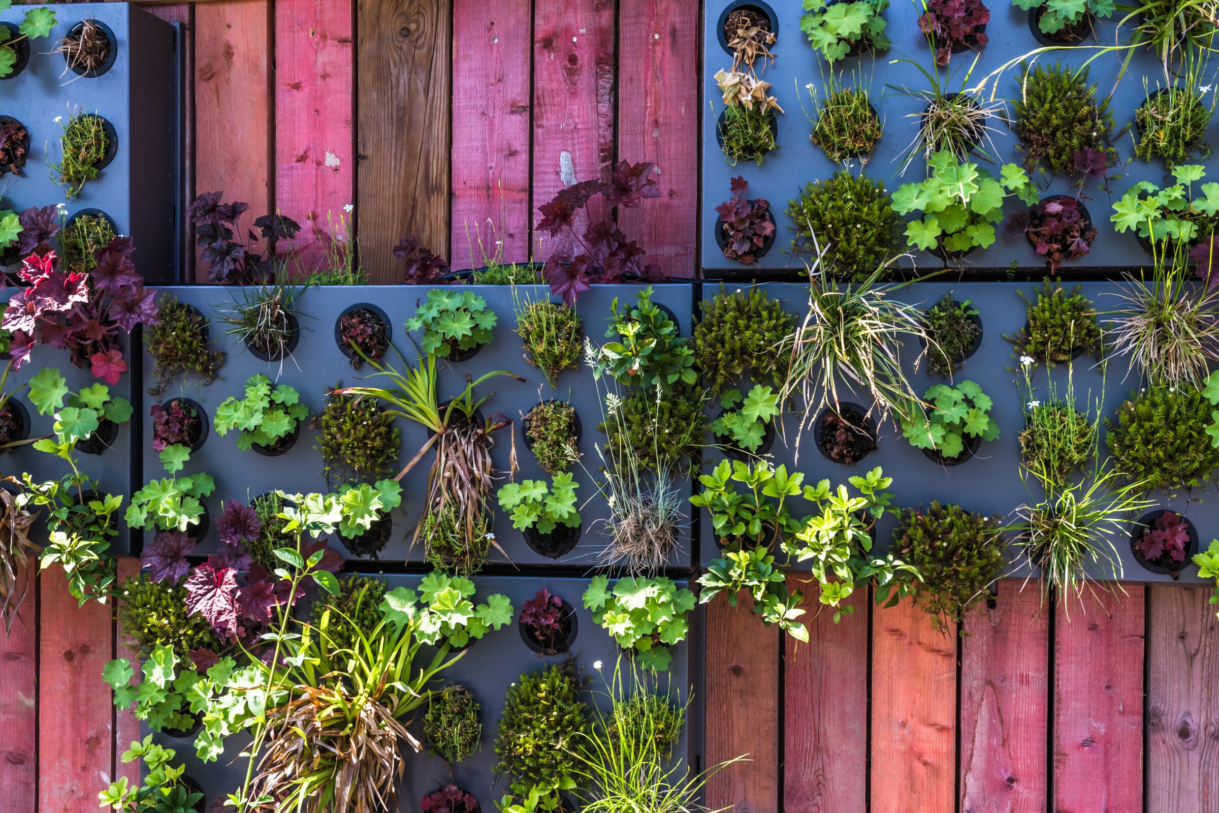 Vertical garden with small plants growing in wall-mounted containers against a red wooden background.