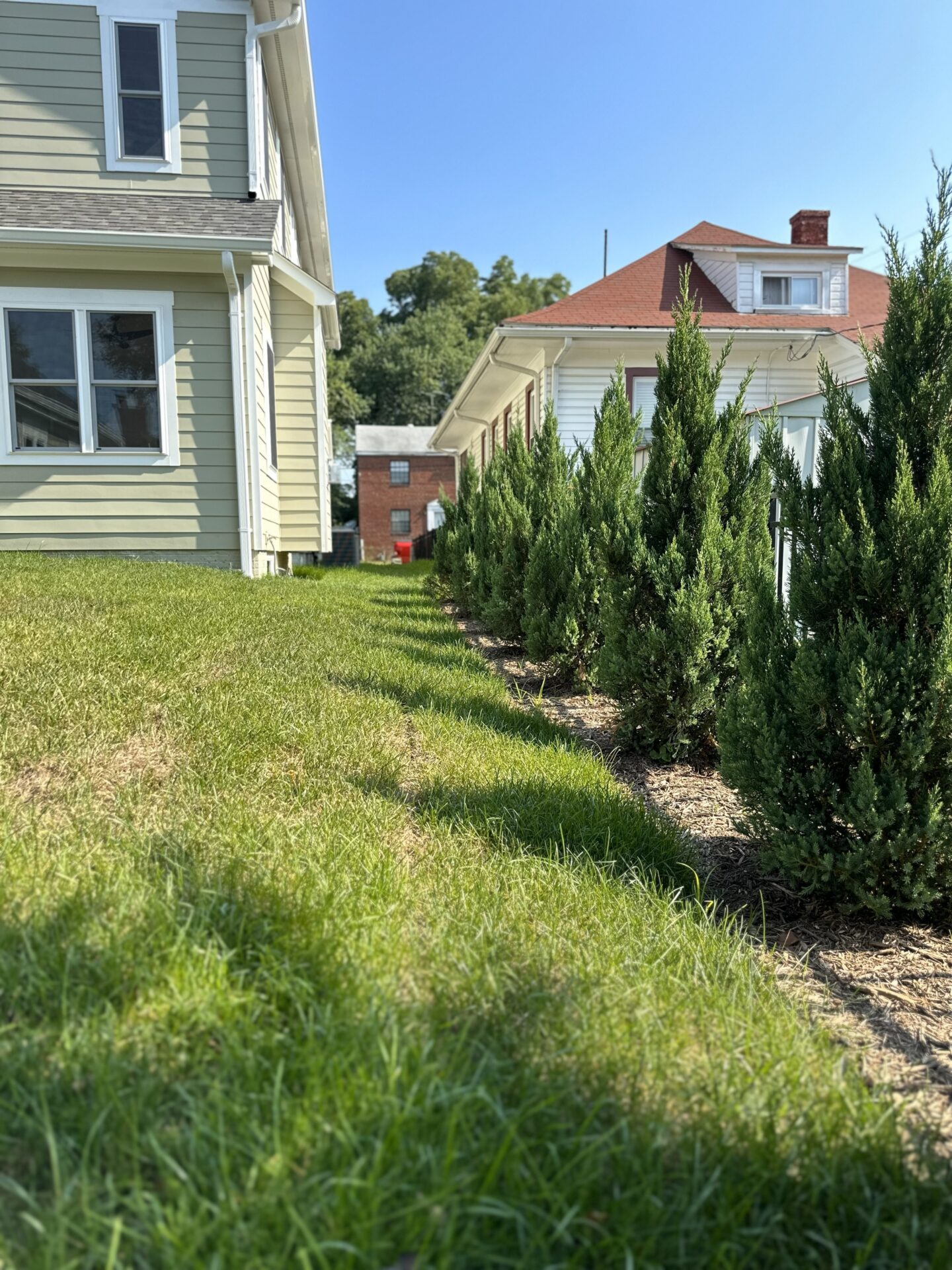 Line of young evergreen shrubs planted along the side of a house on a sunny day.