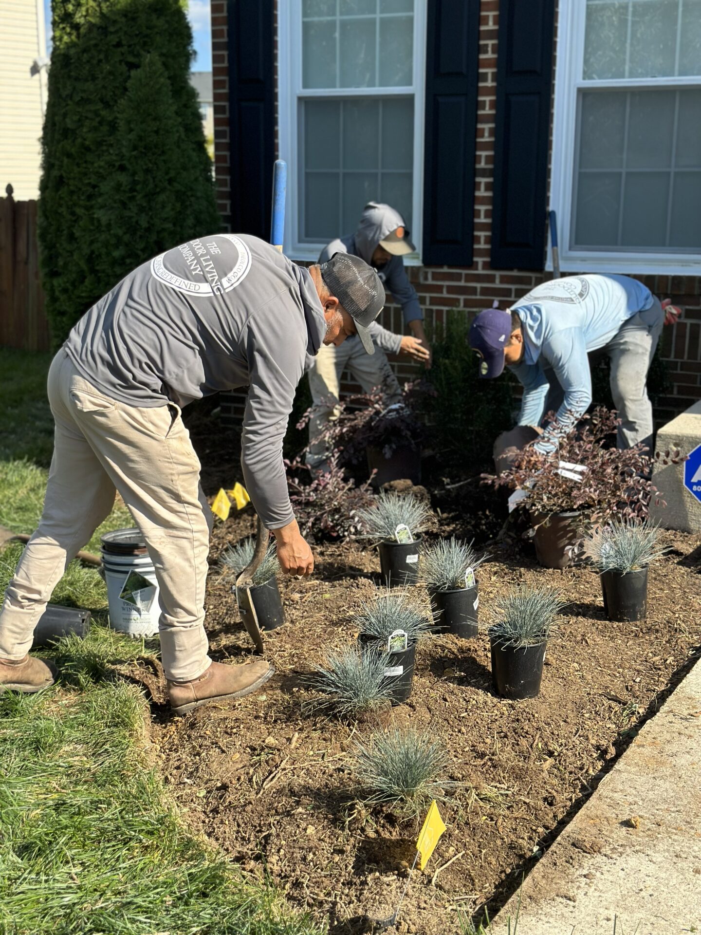 Crew members planting shrubs and grasses in a front yard garden bed.